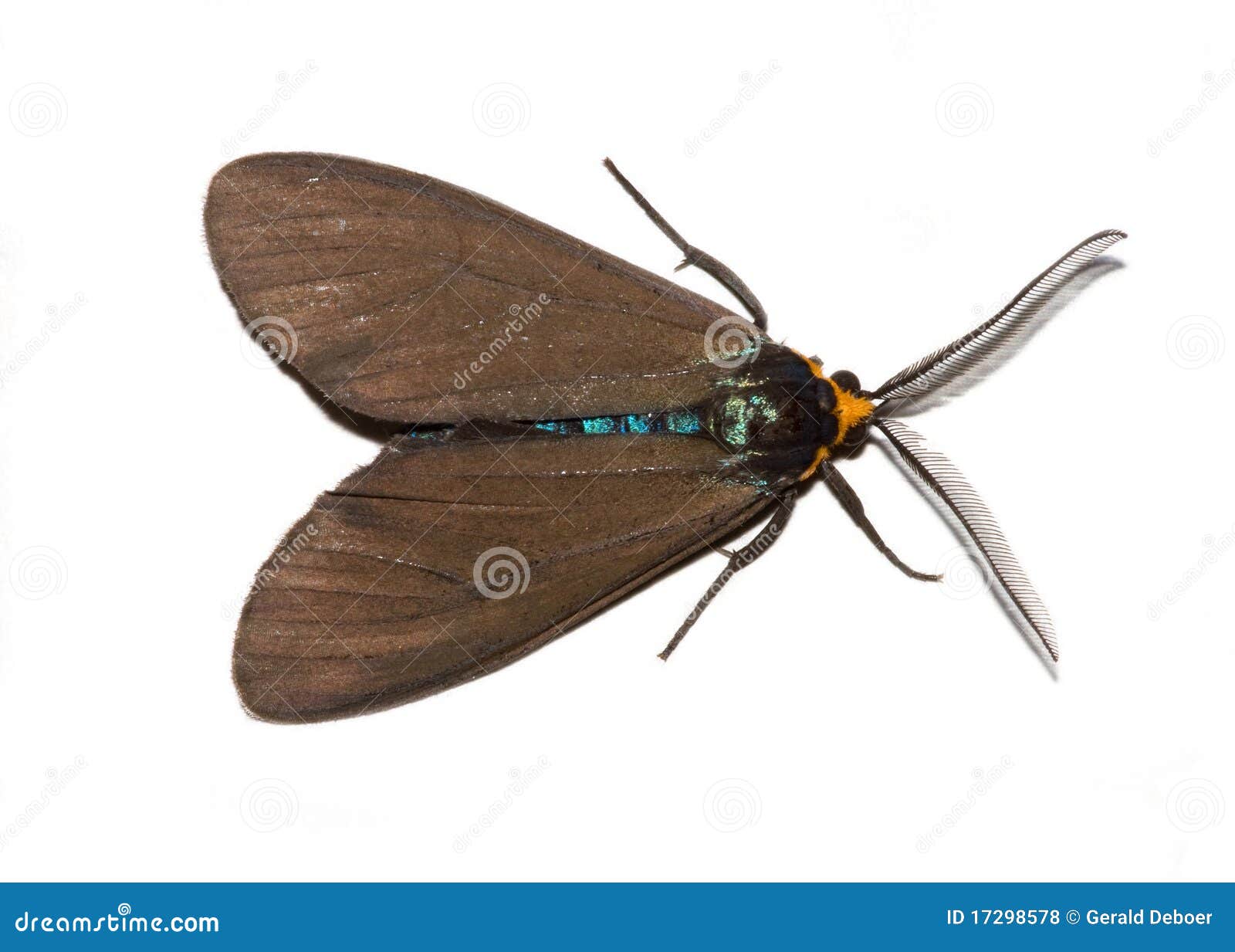 Virginia Ctenucha Moth Isolated on White Stock Photo Image of natural