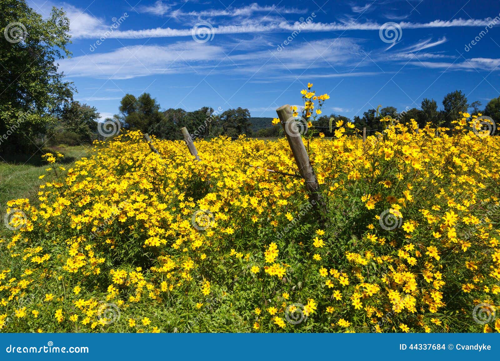 virginia fall yellow wildflowers