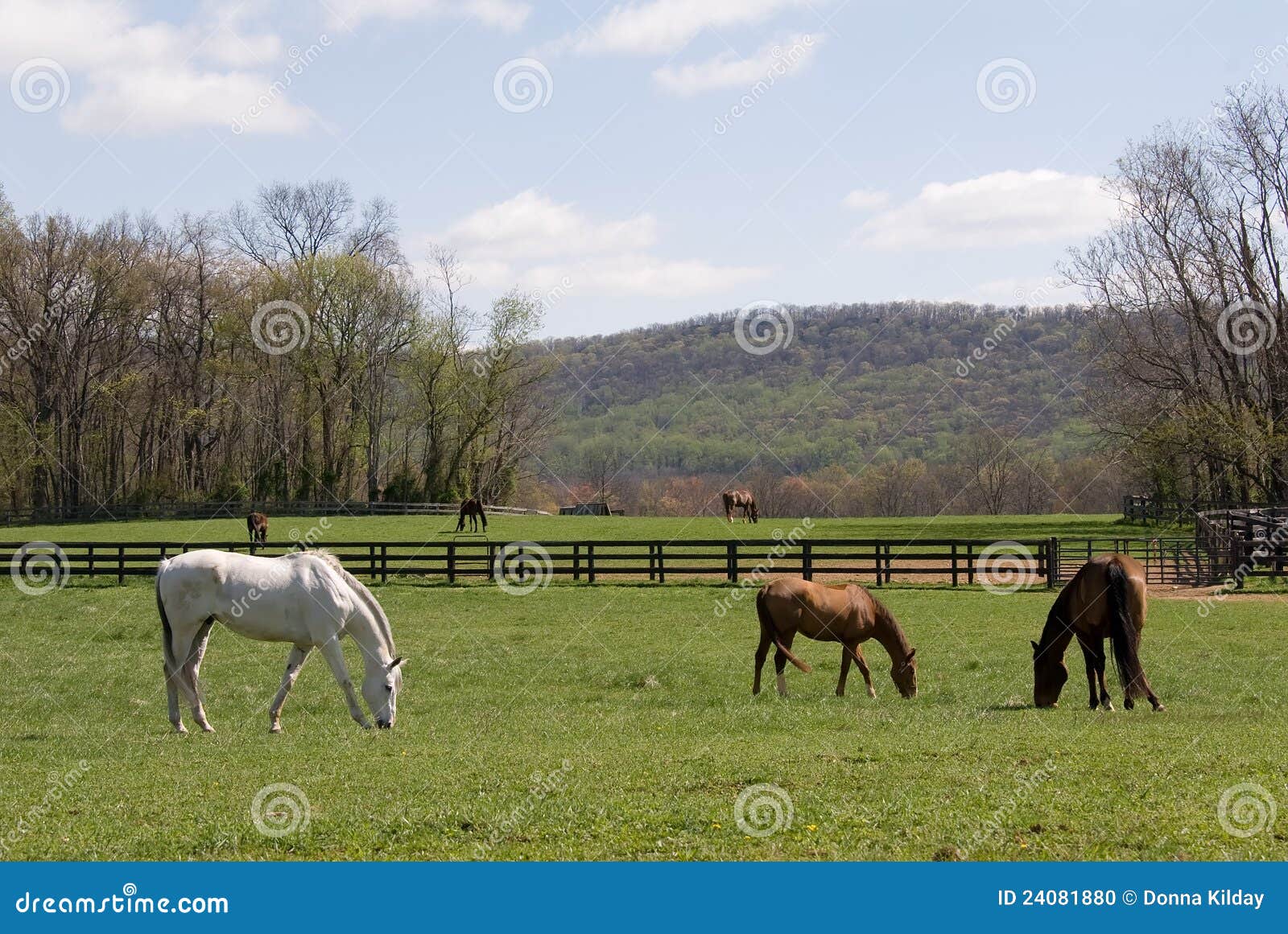 Virginia horse farm stock photo. Image of fertile, farm 24081880