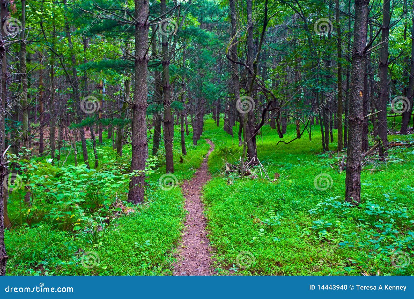 virginia lush forest trail