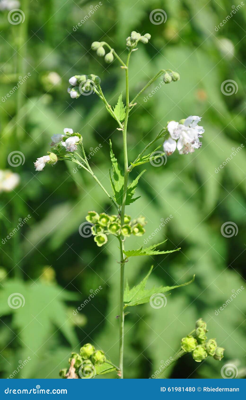 virginia mallow (sida hermaphrodita)