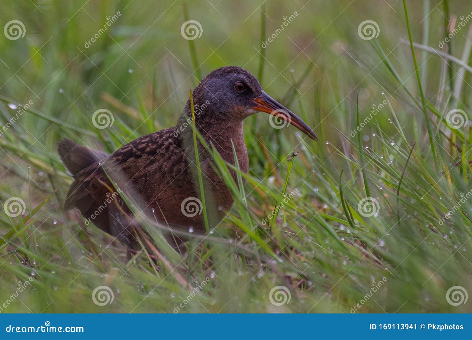 virginia rail rallus limicola and dew