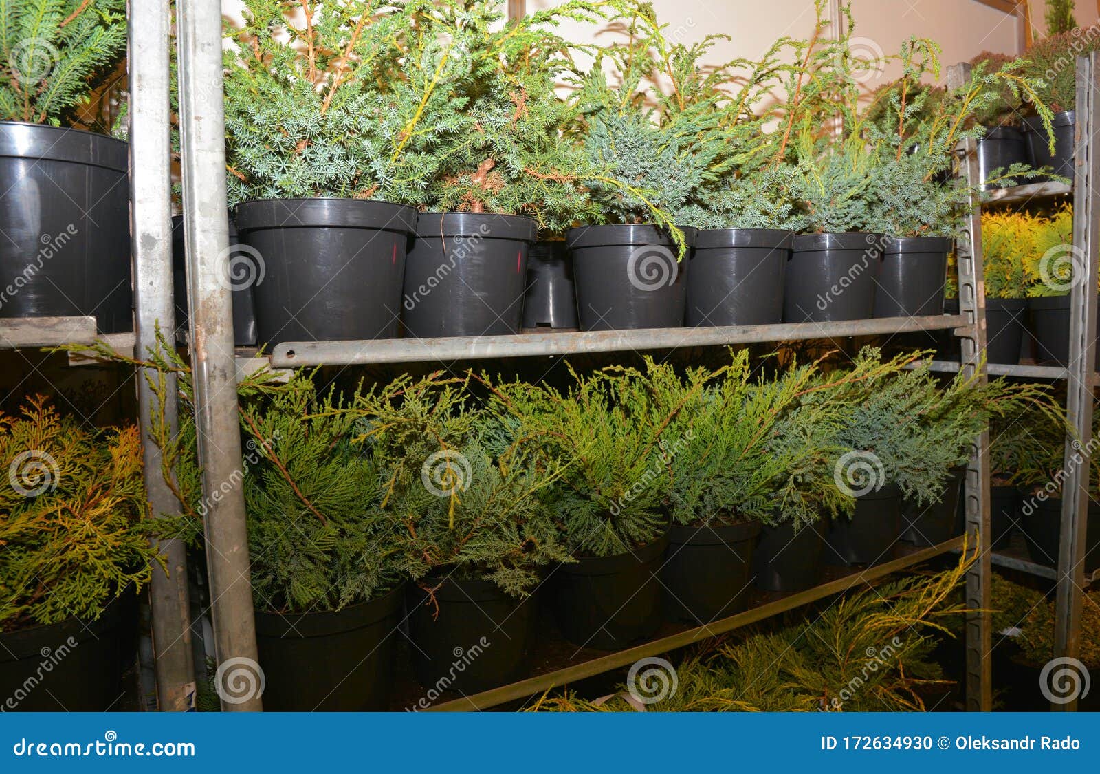 virginian juniper saplings in flower pots for sale