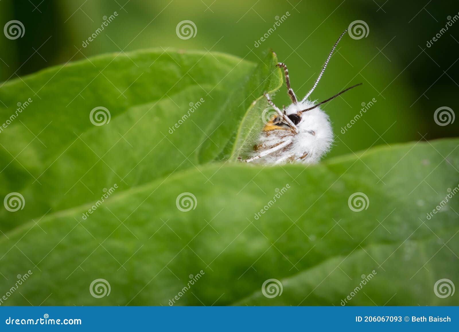 virginian tiger moth spilosoma virginica resting on leaf