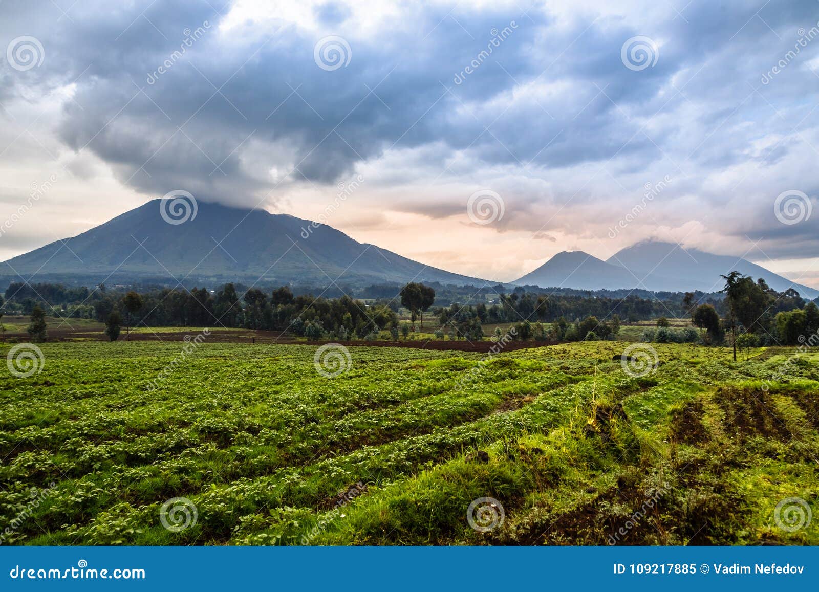 virunga volcano national park landscape with green farmland fields in the foreground, rwanda