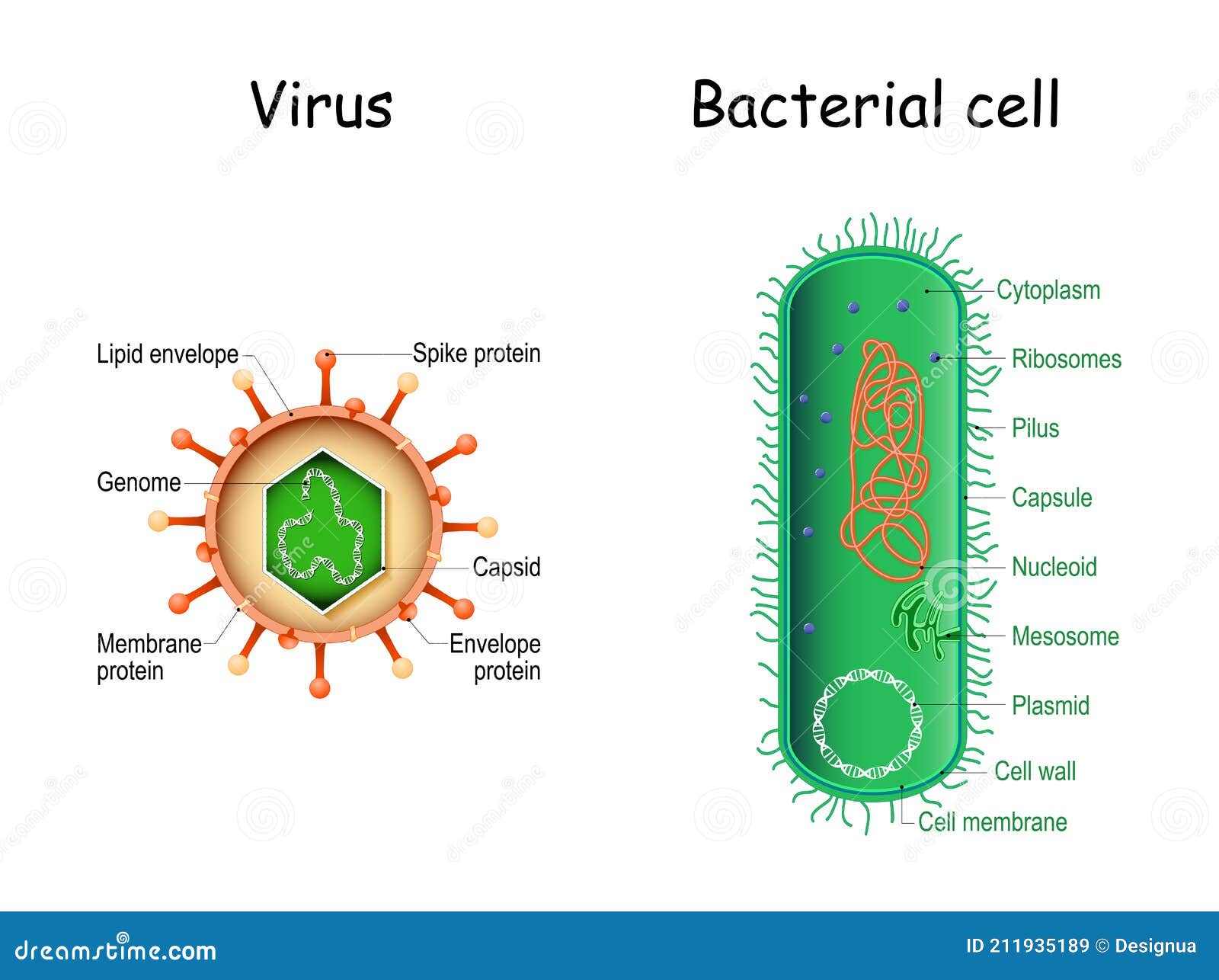 virus and bacteria. bacterial cell anatomy and virion structure