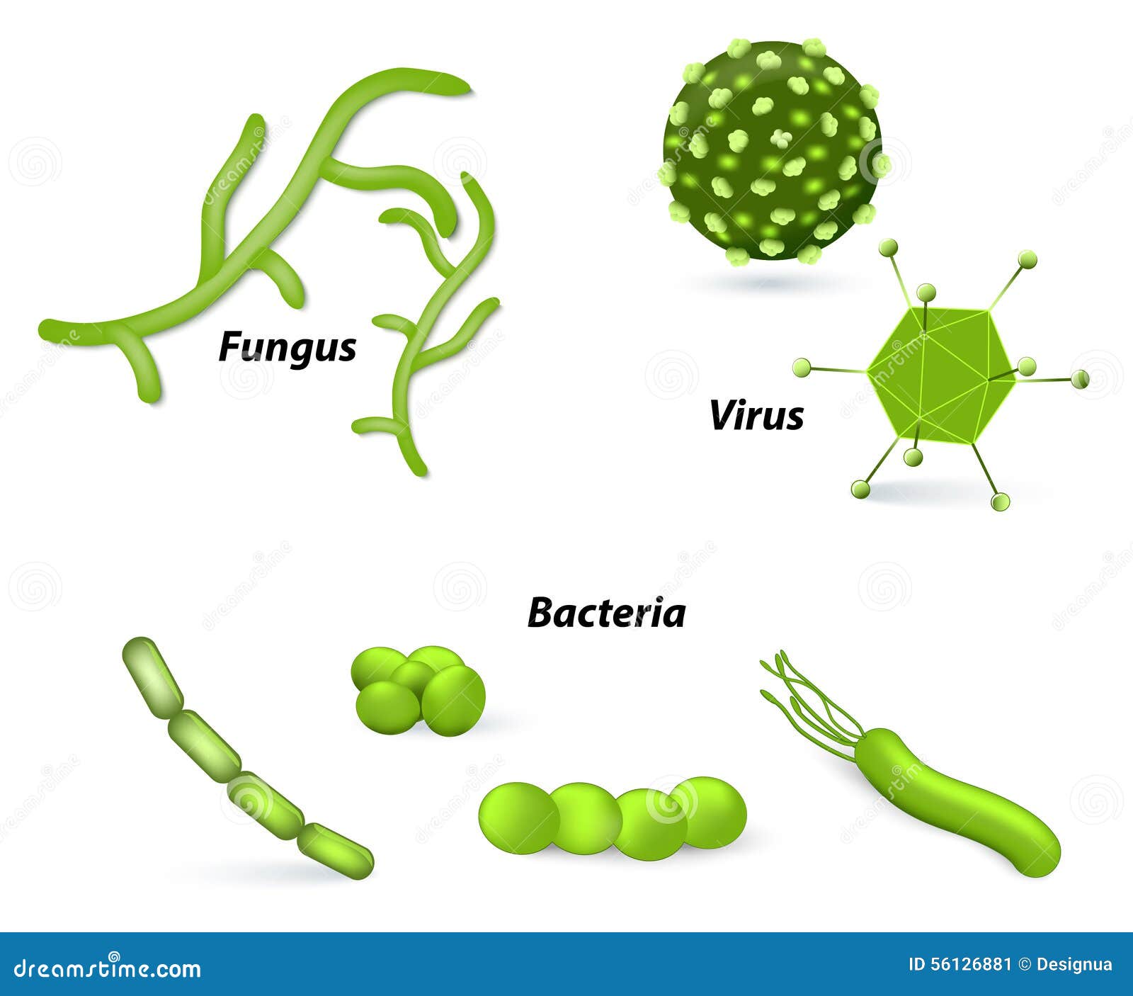 virus, bacteria and fungi