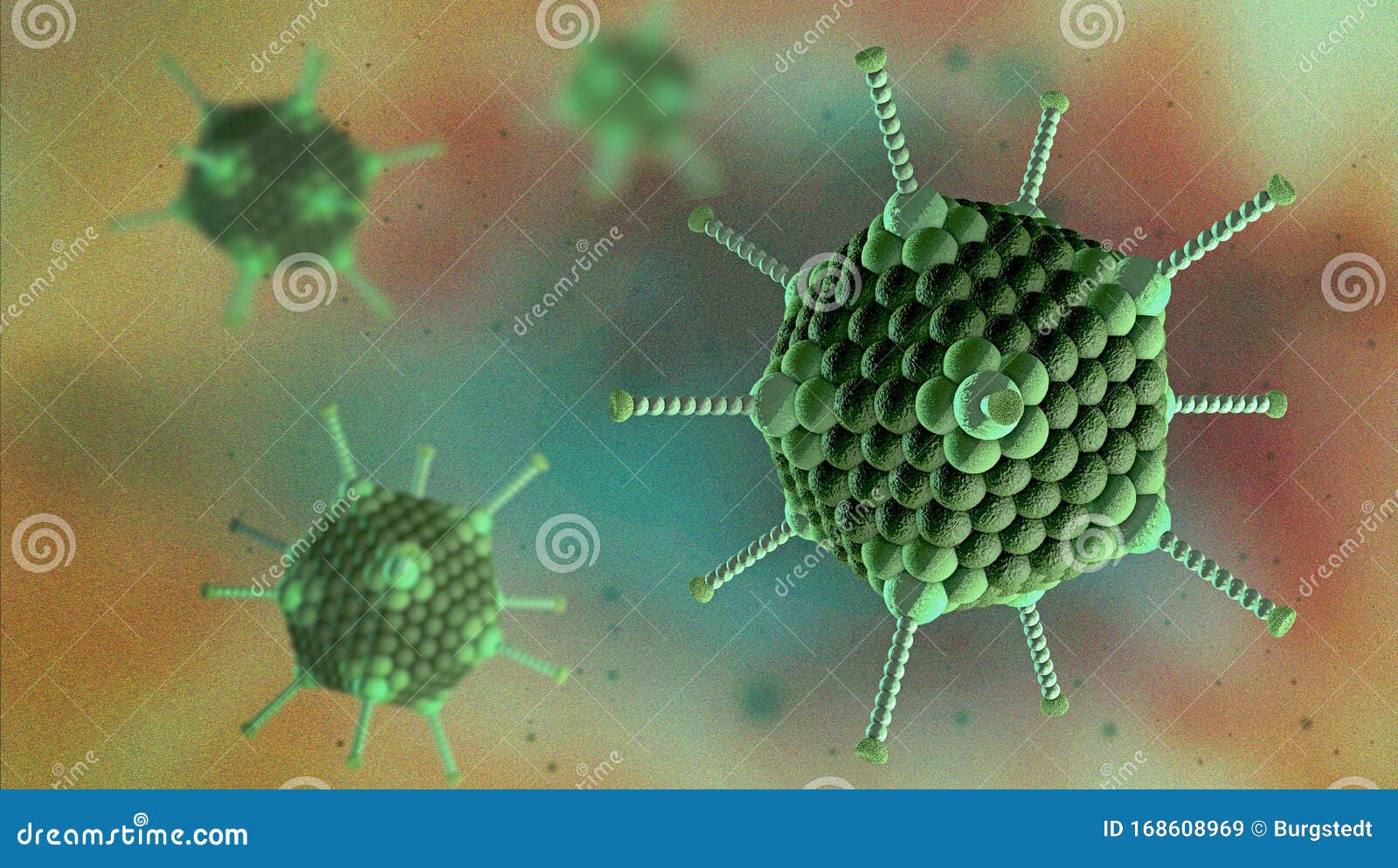 virus cells of the adenovirus family