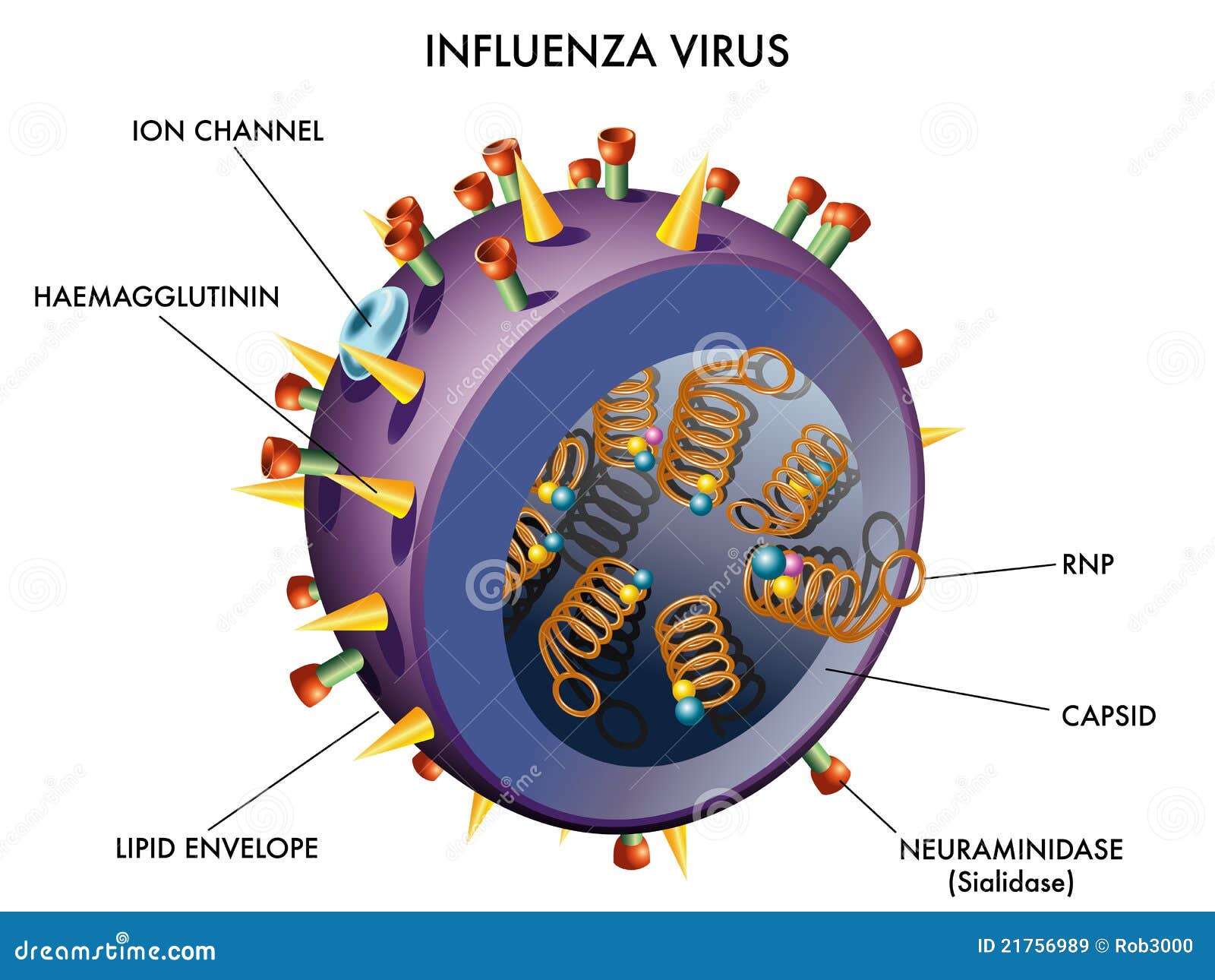 Resistencia Bacteriana de nueva generación. - Página 37 Virus-de-gripe-21756989