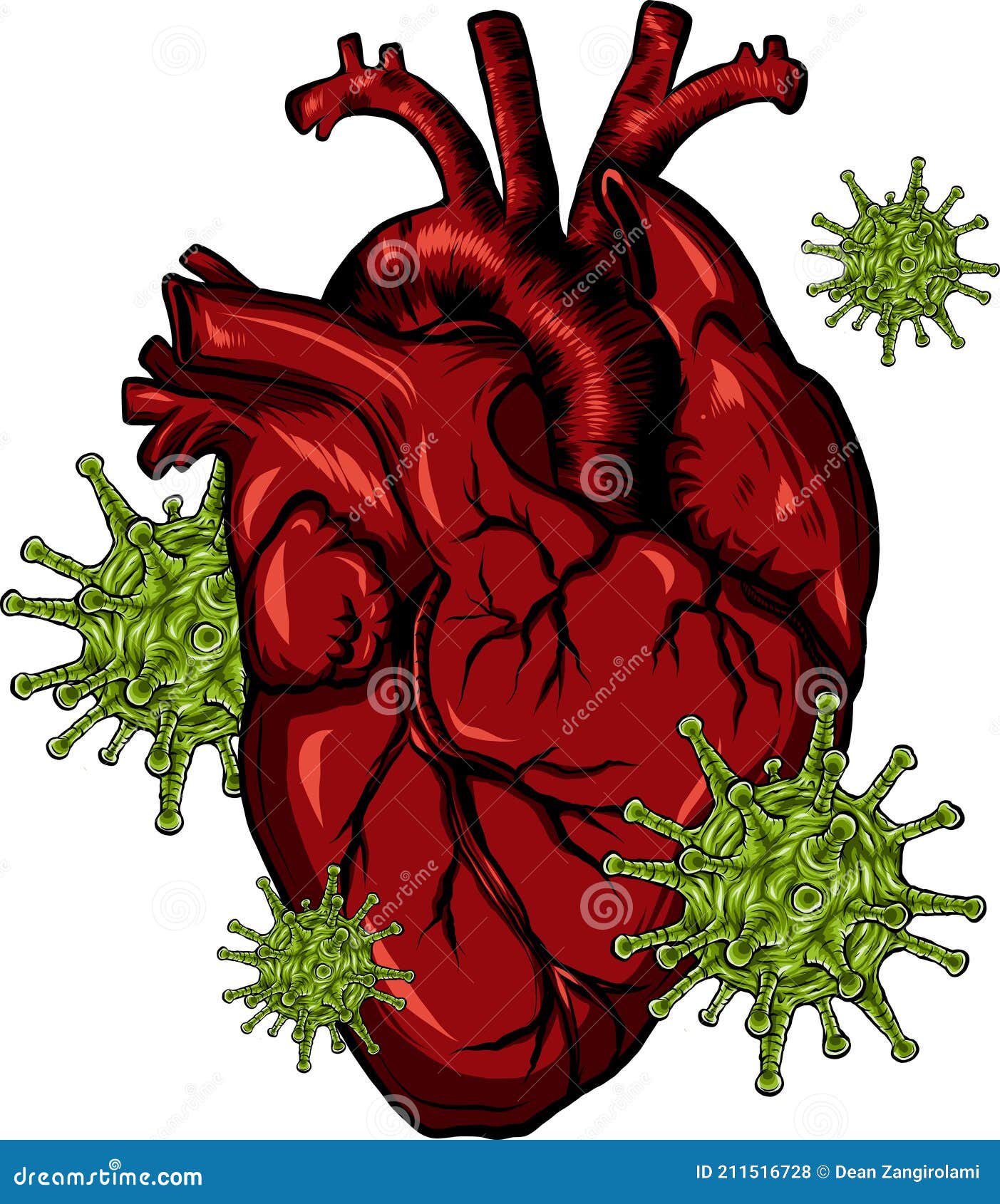 virus infect a human heart  