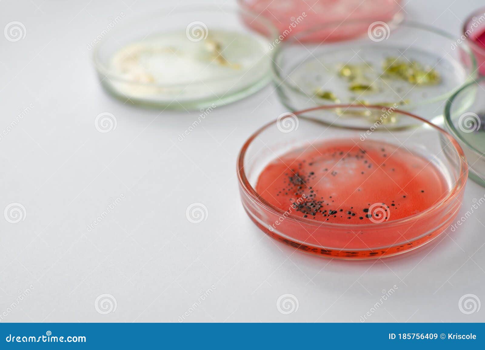 Viruses and Bacteria in a Petri Dish, Studying the Growth of Bacteria