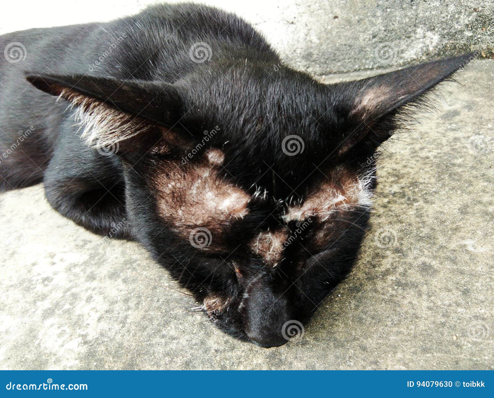 Visage Blesse De Chat Noir Photo Stock Image Du Manquer