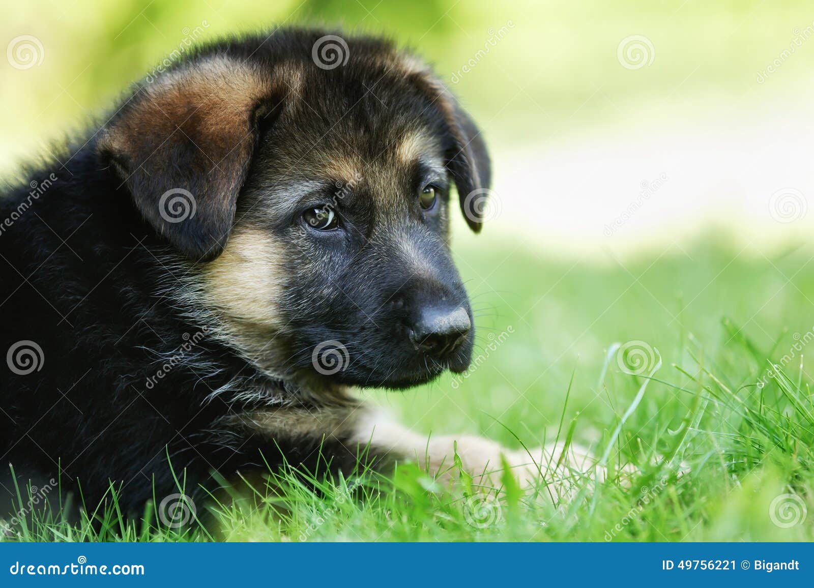 Visage De Chiot De Berger Allemand Image Stock Image Du Alsacien Purebred
