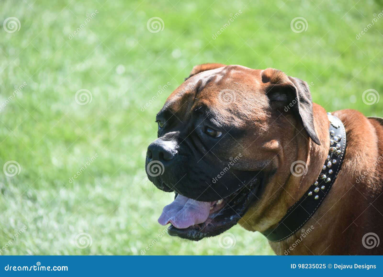 Visage De Sourire Dun Chien Anglais De Mastiff Image Stock