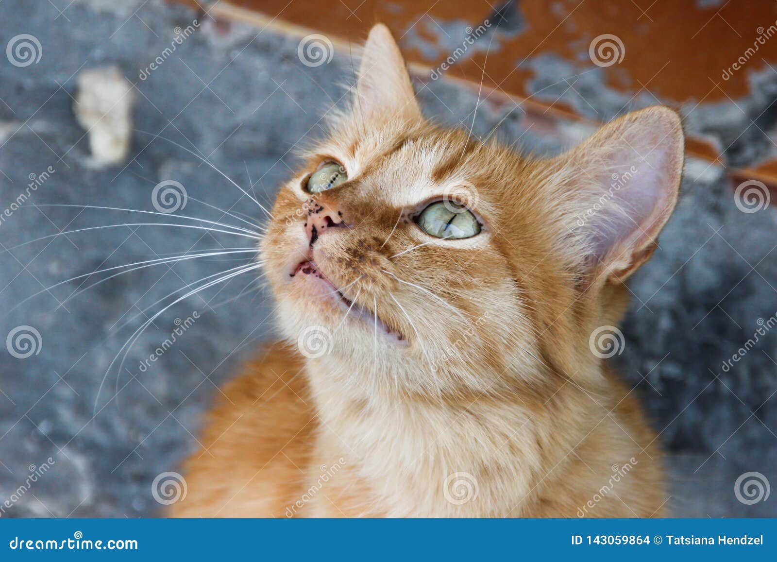 Visage Doux D Un Chat Rouge Avec Des Yeux Verts Et Une Moustache Photo Stock Image Du Maison Yeux Visage Doux D Un Chat Rouge Avec Des Yeux Verts Et Une Moustache Photo Stock Image Du Maison Yeux