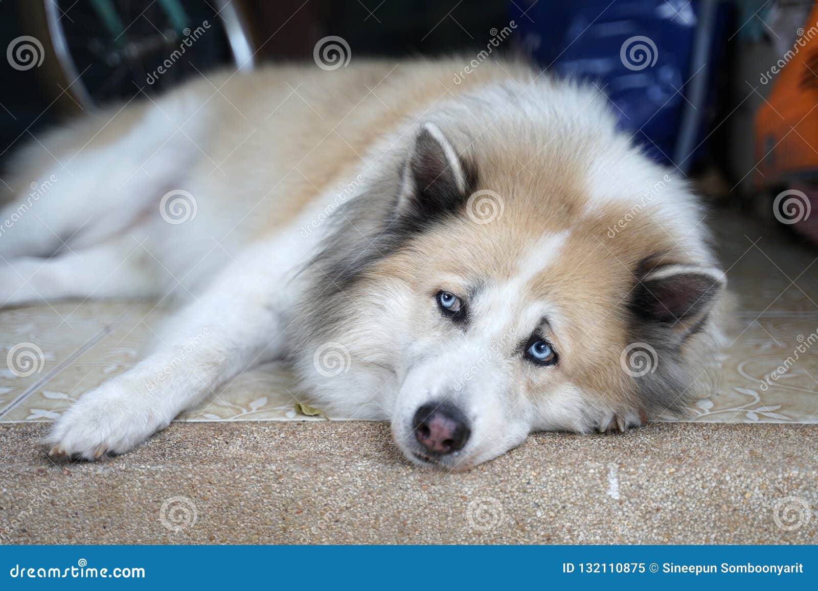 Visage Nerveux Sur Le Chien Mélangé De Race Dyeux Bleus