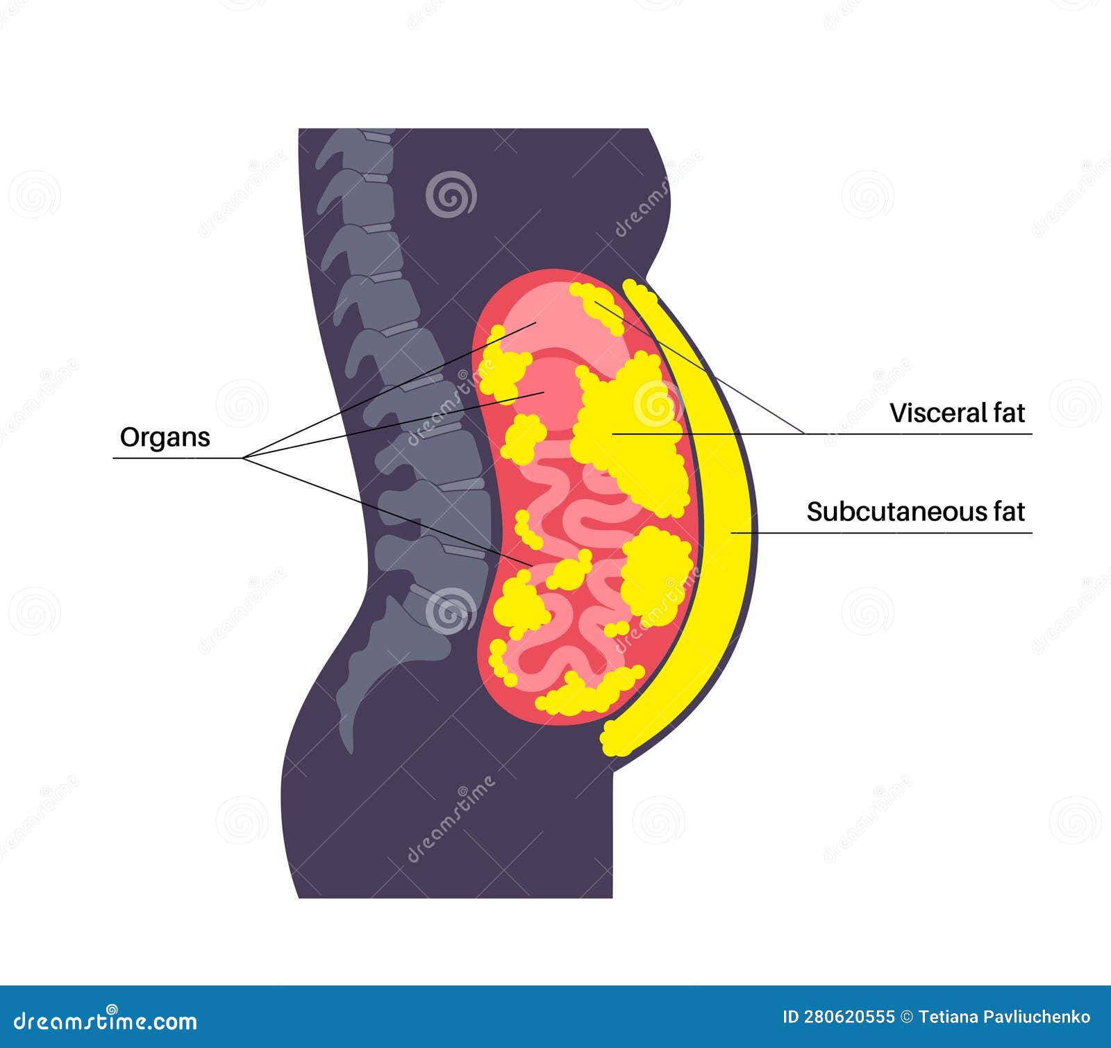 Visceral Fat Diagram Vector Illustration CartoonDealer 280796718 visceral-fat-diagram-vector-illustration-cartoondealer-280796718