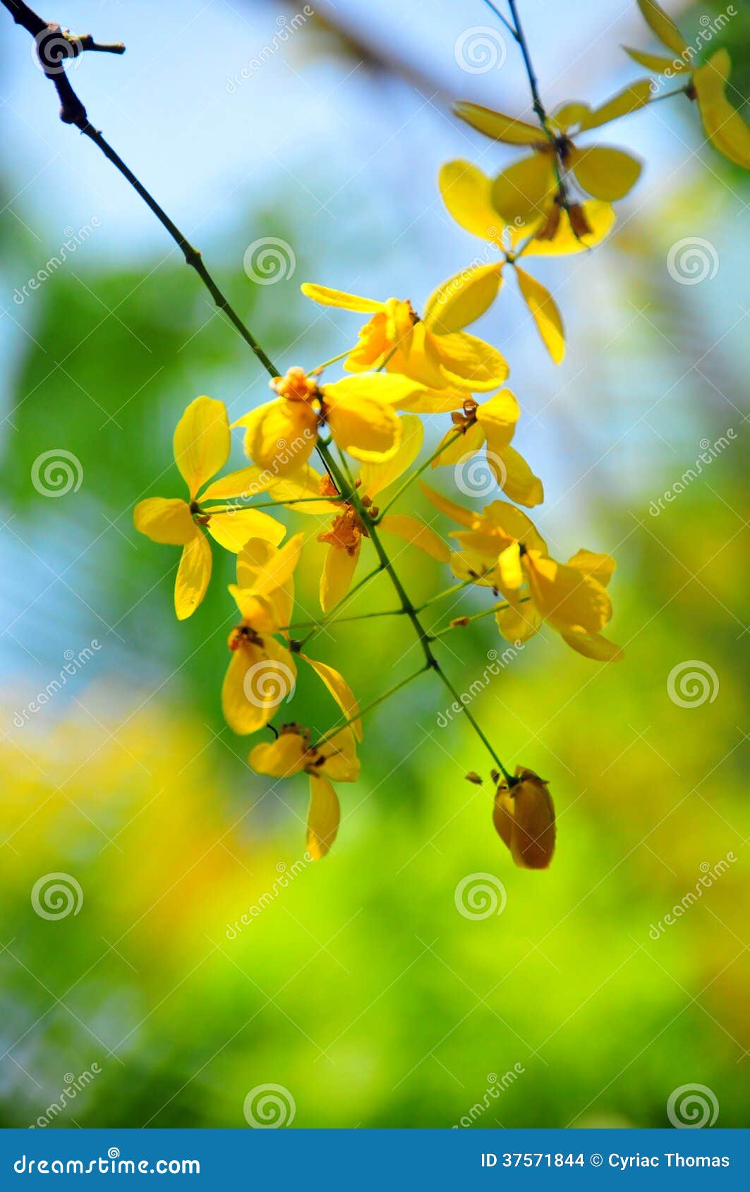 Vishu Konna Cassia Fistula Stock Photos - Free & Royalty-Free Stock Photos from Dreamstime Vishu Konna Cassia Fistula Stock Photos - Free & Royalty-Free Stock Photos from Dreamstime