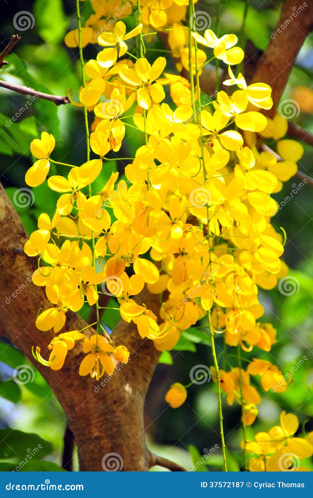 Vishu Konna Cassia Fistula Photos Free Royalty Free Stock Photos From Dreamstime