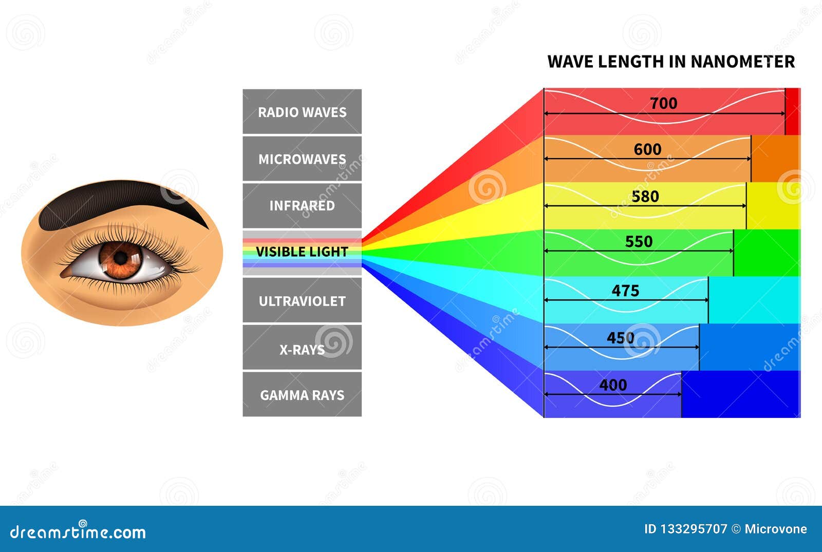 visible light spectrum. color waves length perceived by human eye. rainbow electromagnetic waves. educational school