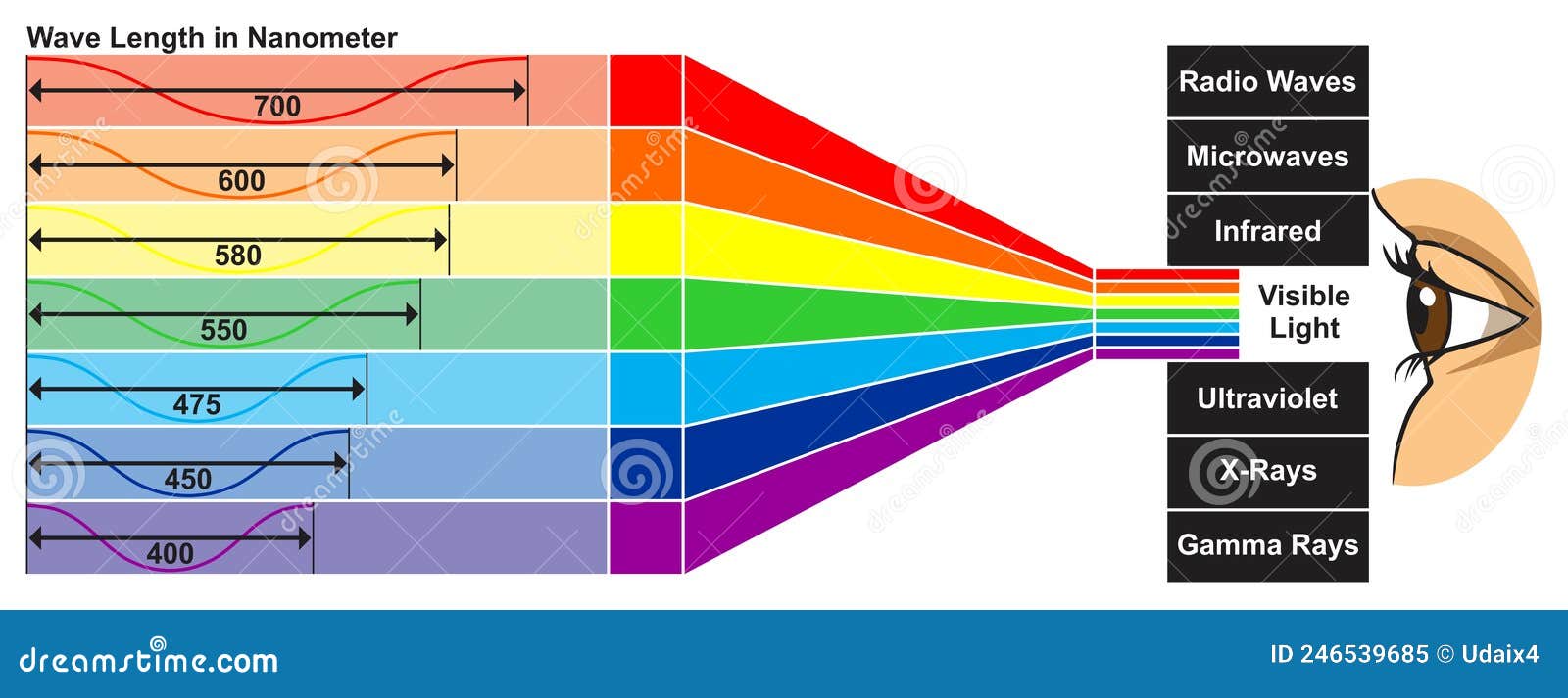visible light spectrum of human eye infographic diagram