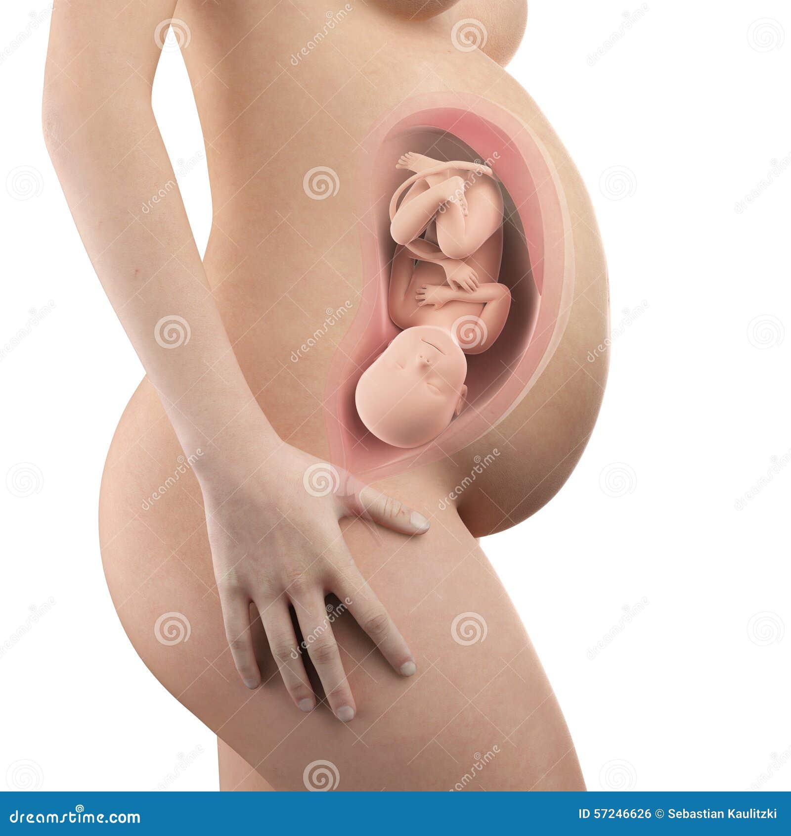 visible uterus and fetus week 40