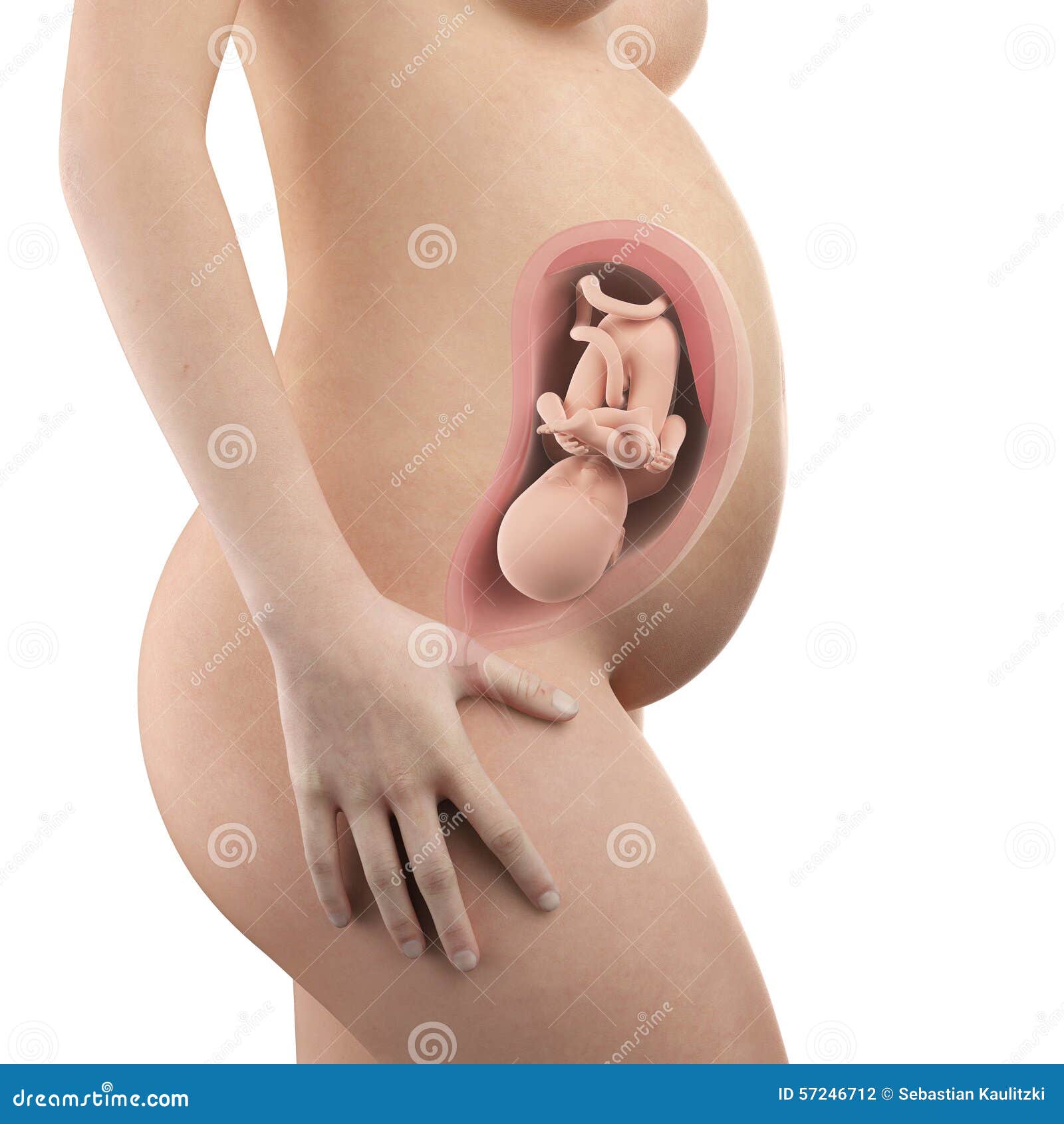 visible uterus and fetus week 32