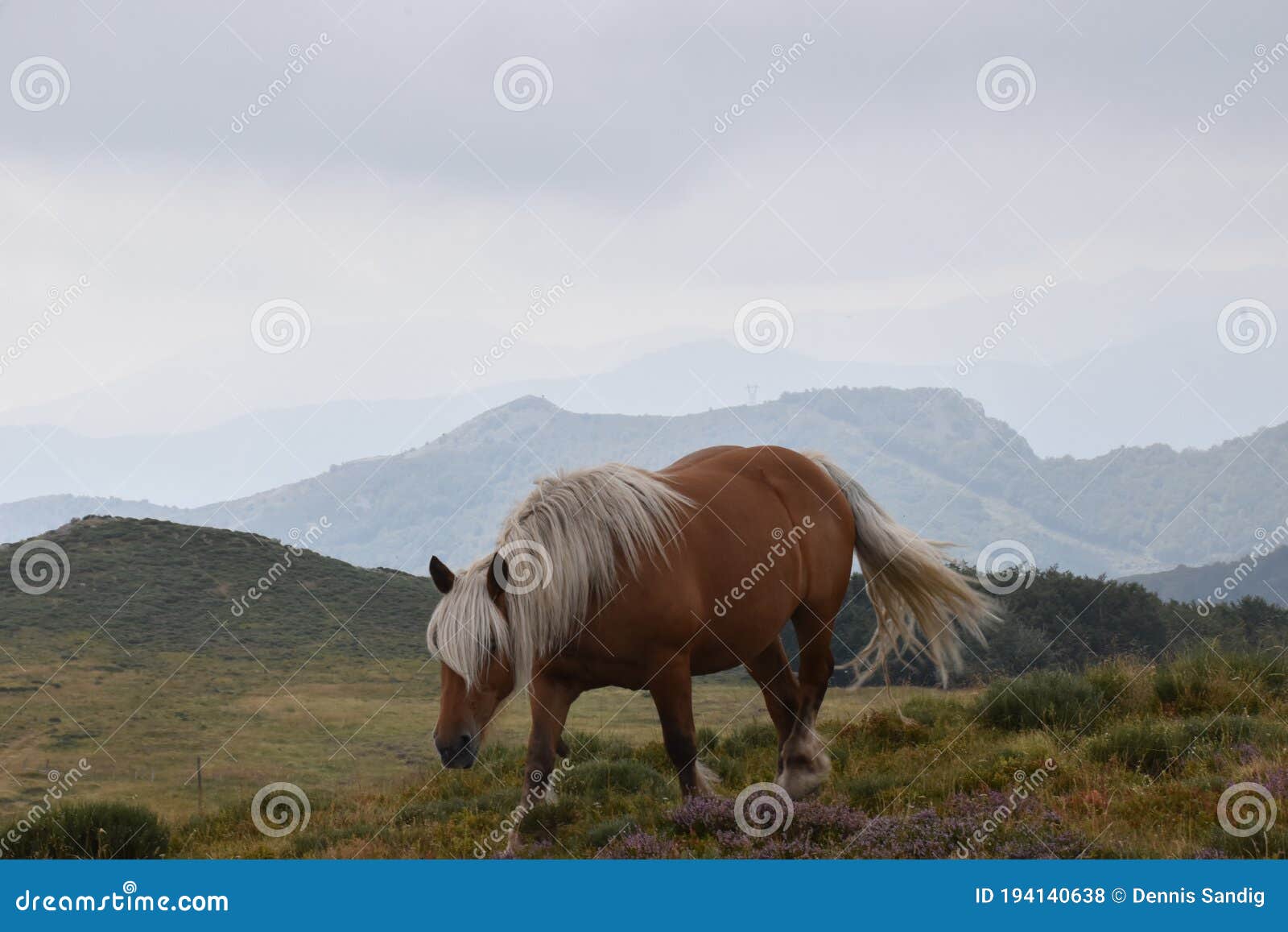 wild free-range horses with nature as background