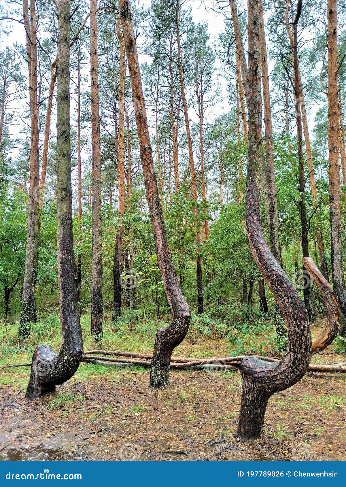 visit crooked forest on your trip to gryfino or poland
