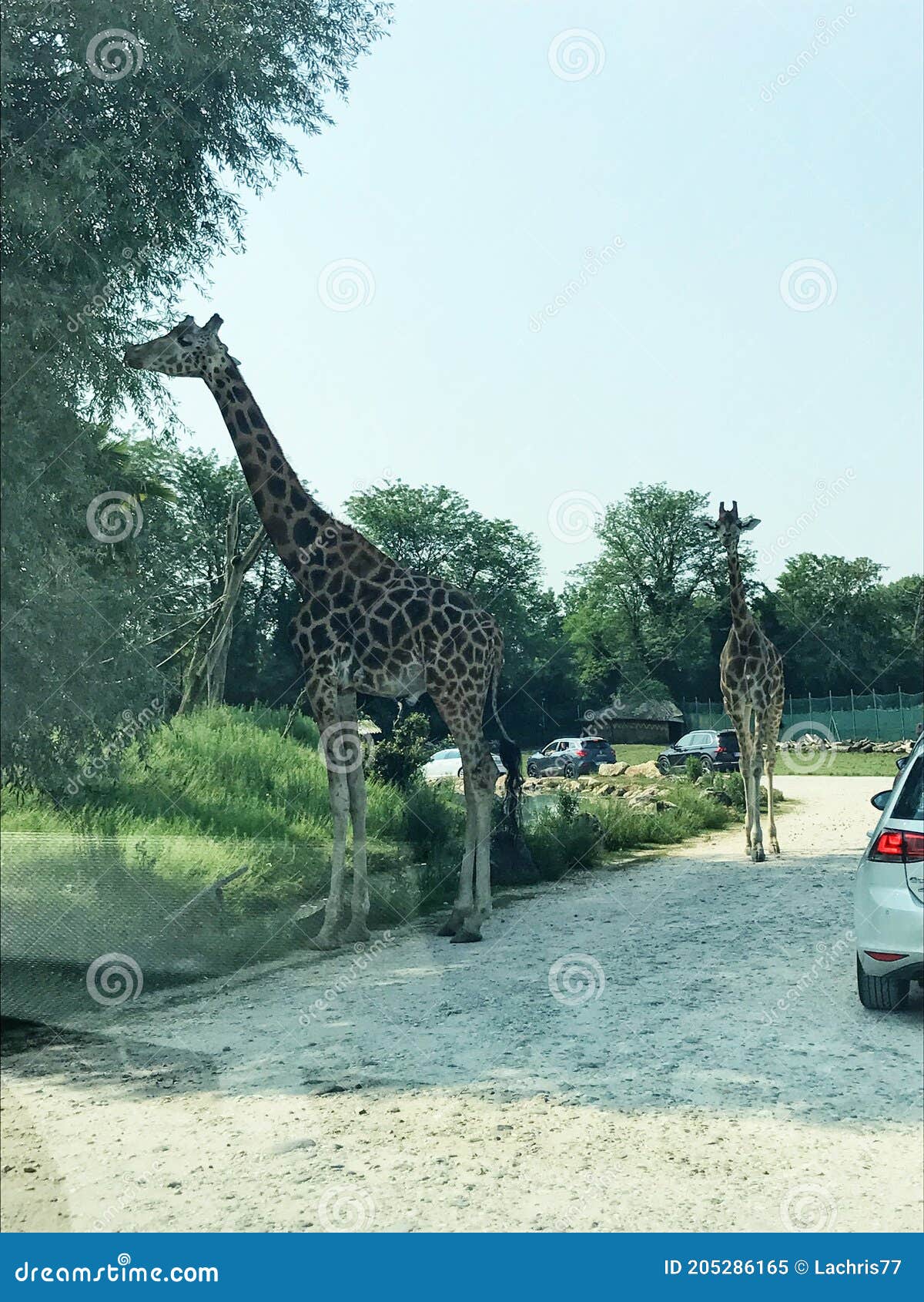 bussolengo safari park