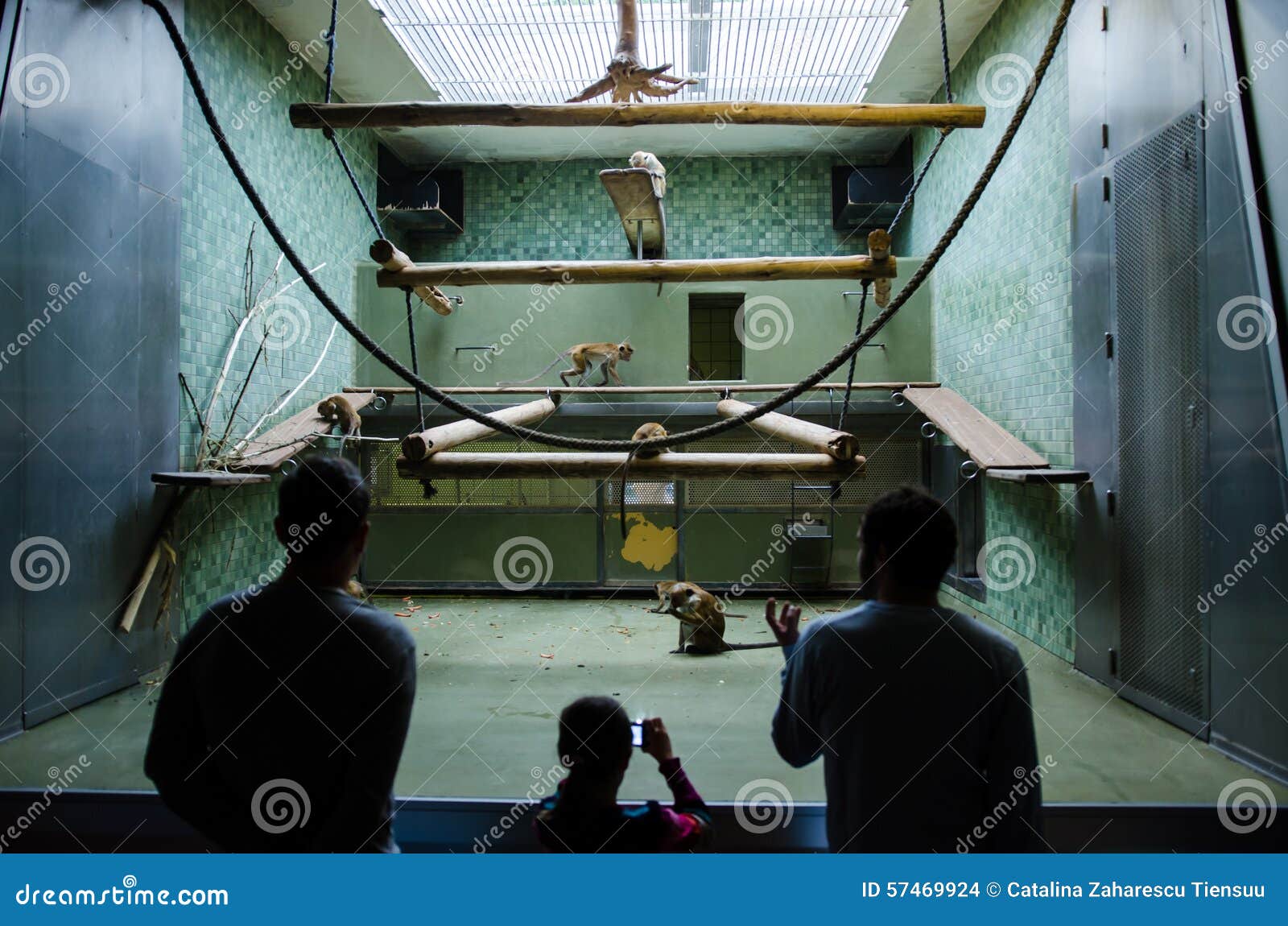 Visitors Watching a Monkey Family at the Berlin Zoo Editorial Stock Image Image of vegetarian