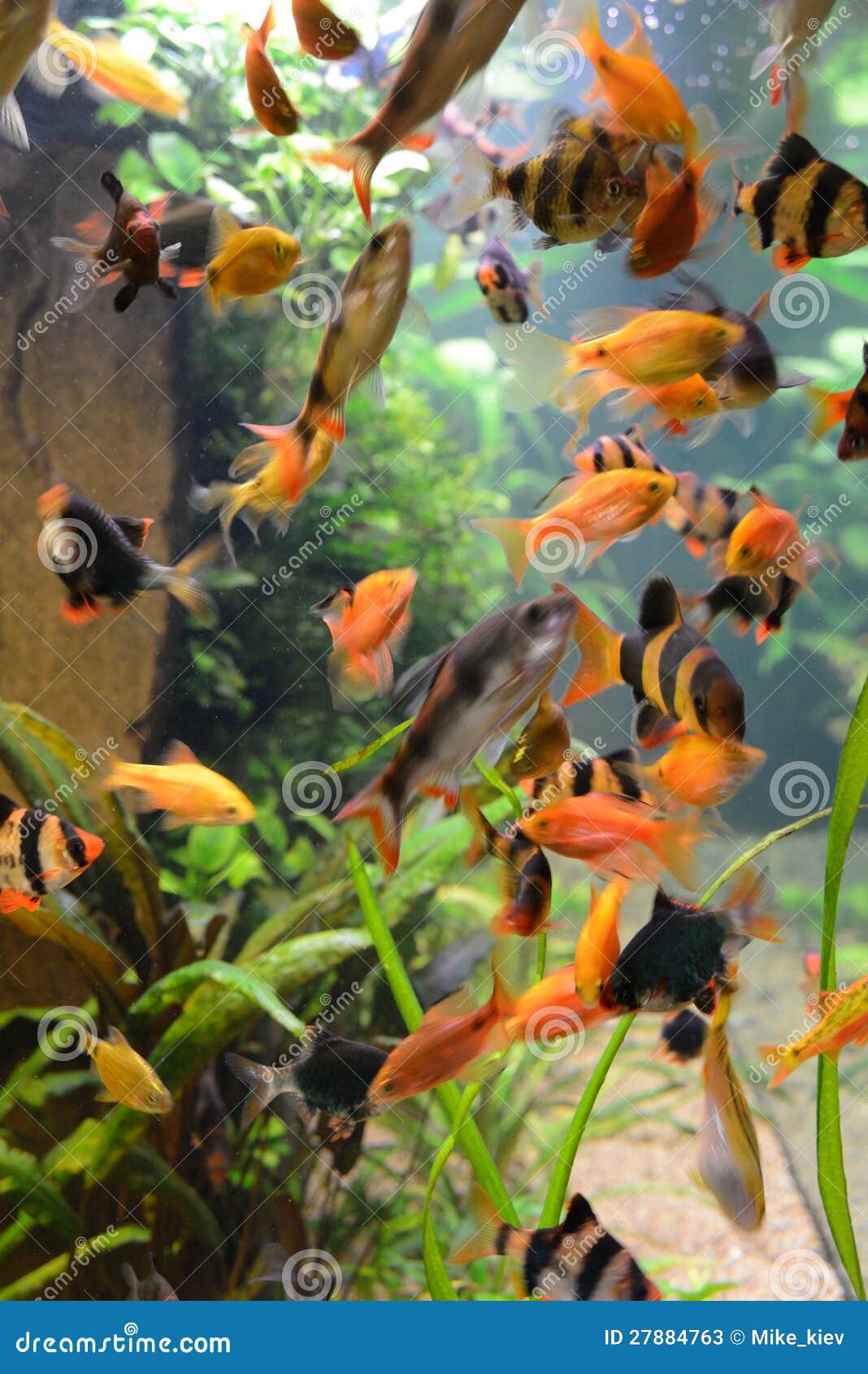 Raar Ver weg schuur Vissen Van School in Aquarium Stock Afbeelding - Image of groen, milieu:  27884763