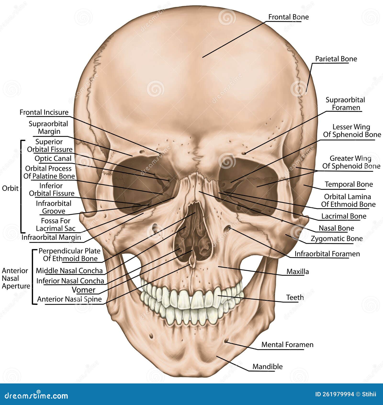 Vista lateral do crânio do quati, detalhe do maxilar (mx