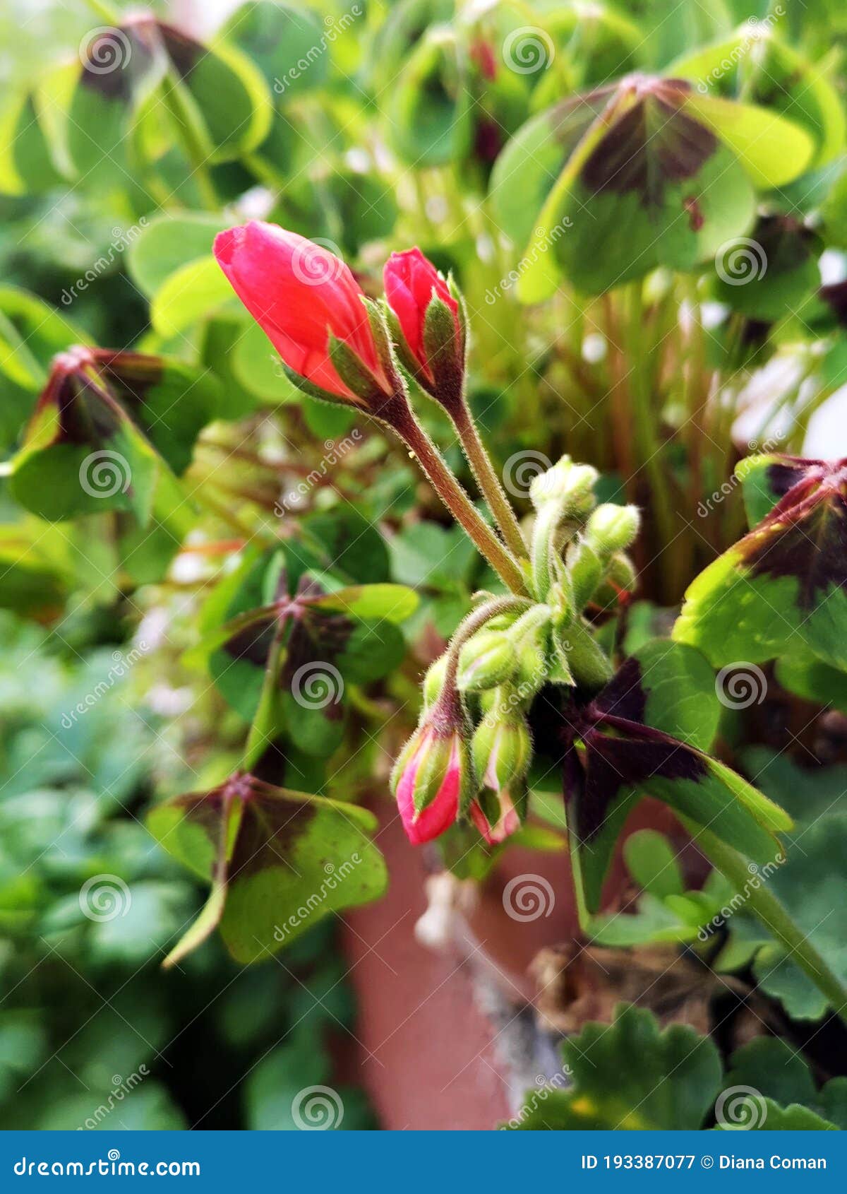 Vista Aproximada De Flores De Geranios Vermelhos Imagem de Stock - Imagem  de perenes, planta: 193387077