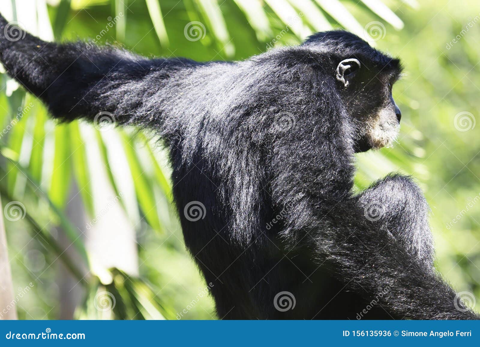 Retrato de um macaco chimpanzé vista aproximada