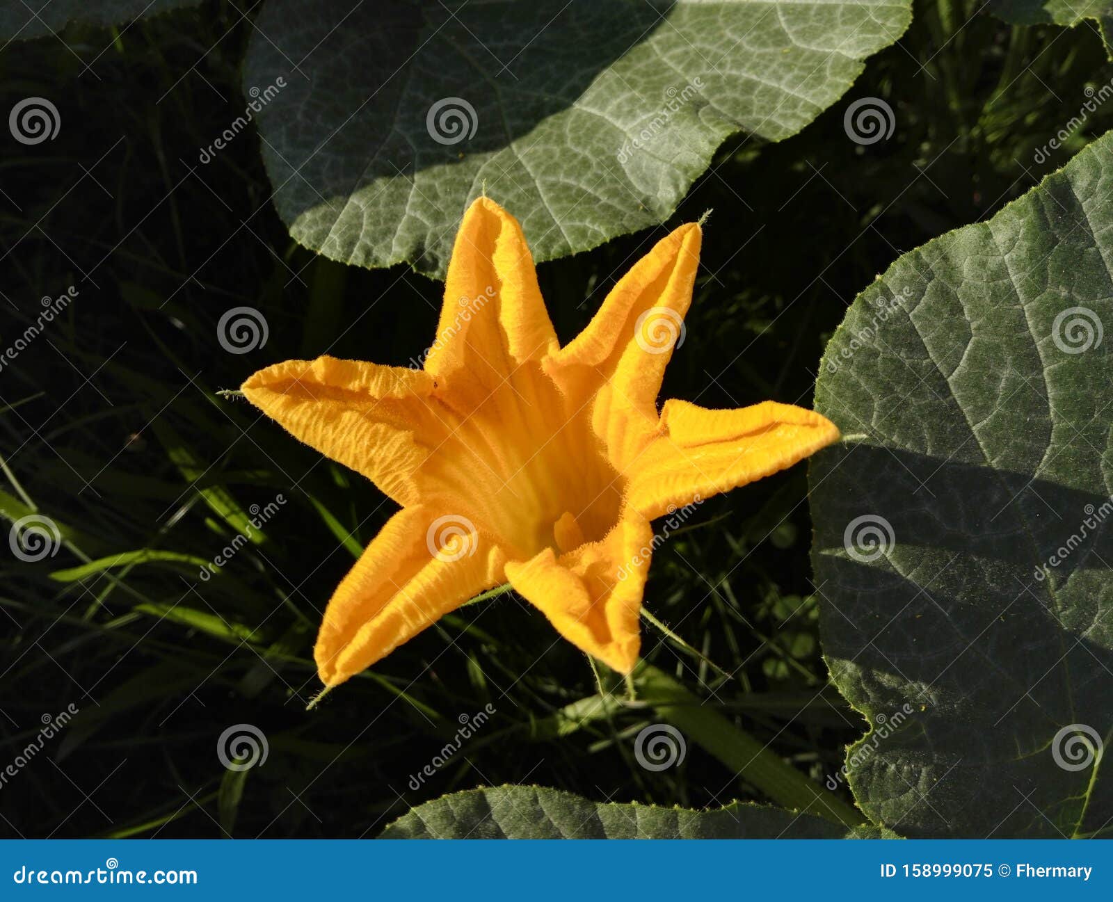 Vista Aproximada De Uma Flor De Abóbora Em Forma De Estrela Amarela Imagem  de Stock - Imagem de verde, méxico: 158999075