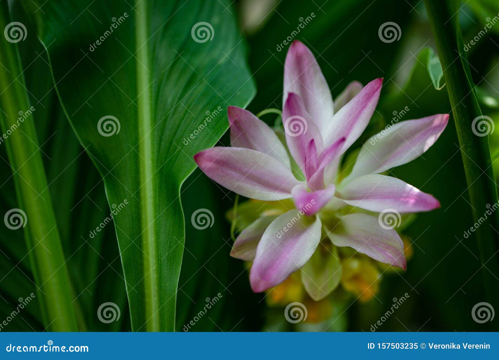 Vista Da Planta Curcuma Longa De Curcuma Selvagem De Flor Mole Imagem de  Stock - Imagem de arte, exterior: 157503235