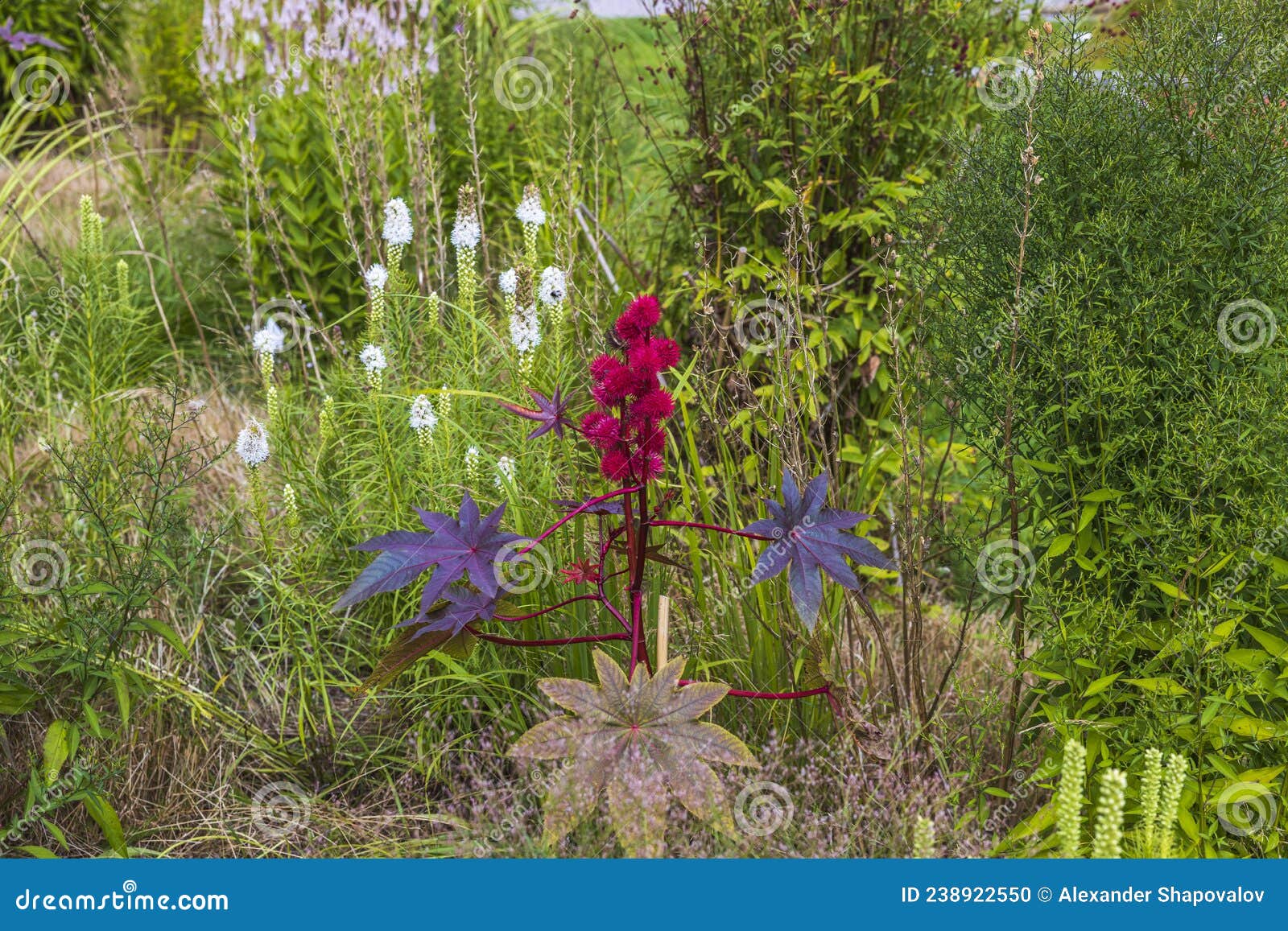 Vista De Cerca De Las Flores Rojas De Carmencita Venenosas. Foto de archivo - Imagen de medicinal, colorido: 238922550 Vista De Cerca De Las Flores Rojas De Carmencita Venenosas. Foto de archivo - Imagen de medicinal, colorido: 238922550