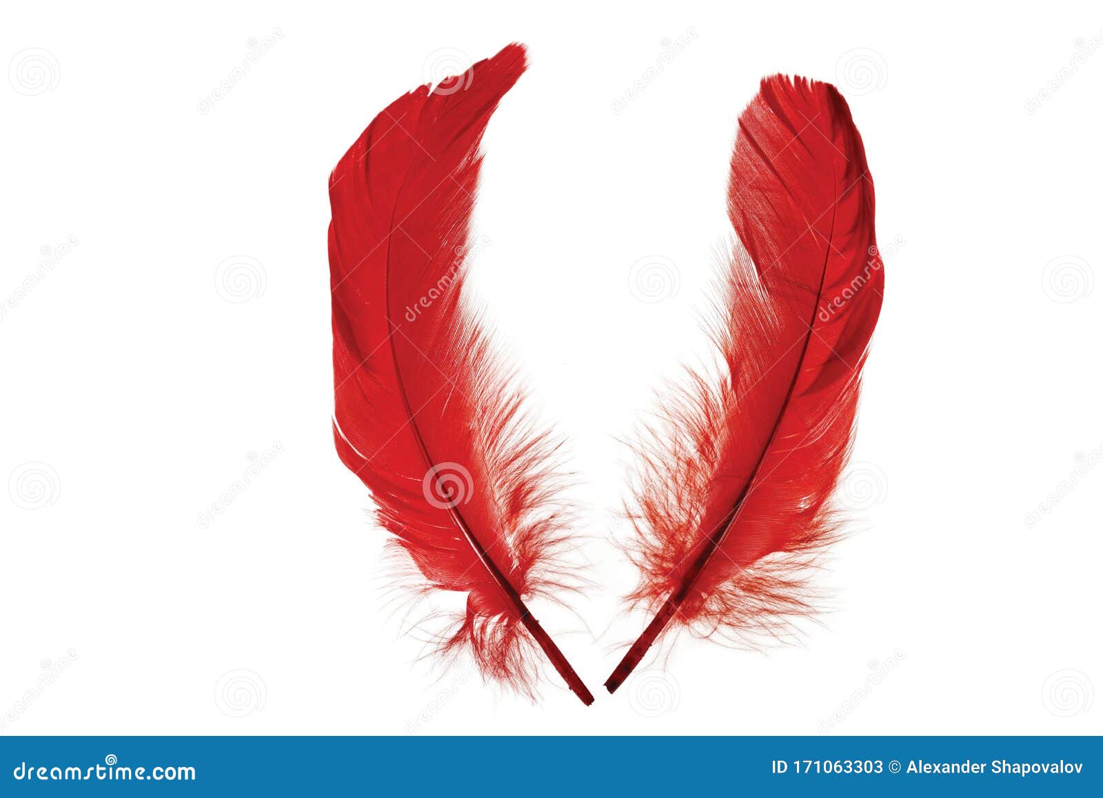 Vista De Cerca De Plumas Rojas Aisladas Bonitos Y Coloridos Fondos Imagen  de archivo - Imagen de rojo, concepto: 171063303