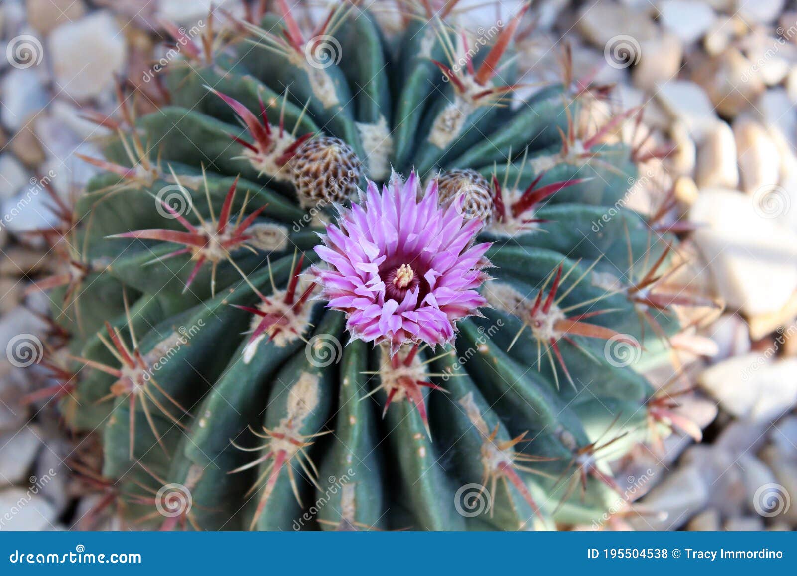 Vista De Cima Para Baixo De Um Cacto De Barril Com Uma Flor Roxa No Topo  Foto de Stock - Imagem de roxo, macro: 195504538