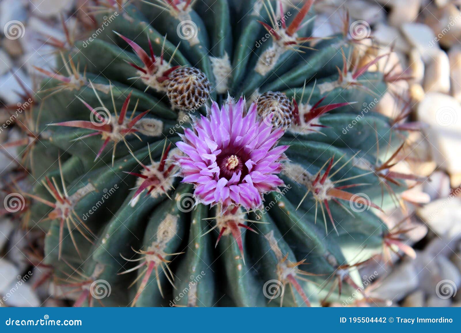 Vista De Cima Para Baixo De Uma Flor Roxa Florescendo Em Um Cacto De Barril  Da Califórnia Foto de Stock - Imagem de roxo, flor: 195504442
