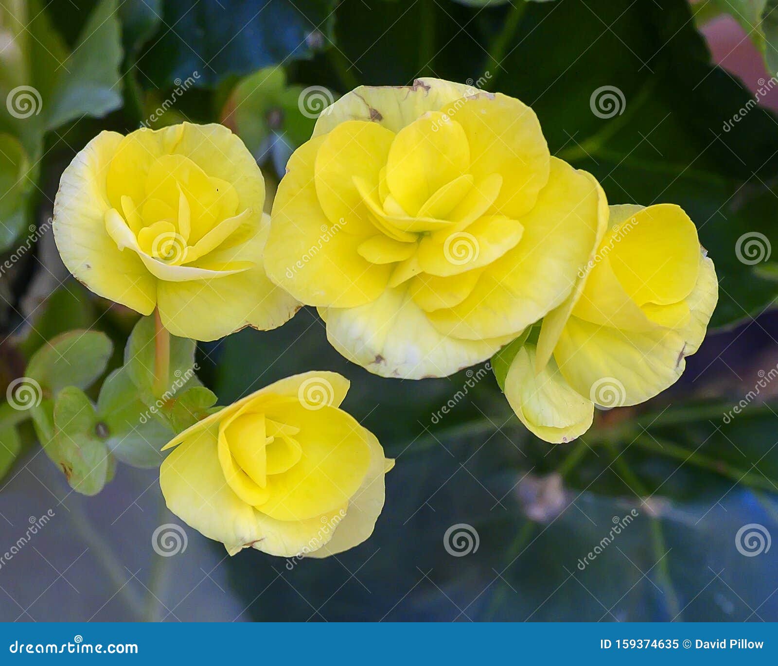 Vista De Clausura Florecen Las Begonias Amarillas En Tourrettes Sur Loup,  Provence, Francia Imagen de archivo - Imagen de amarillo, reino: 159374635