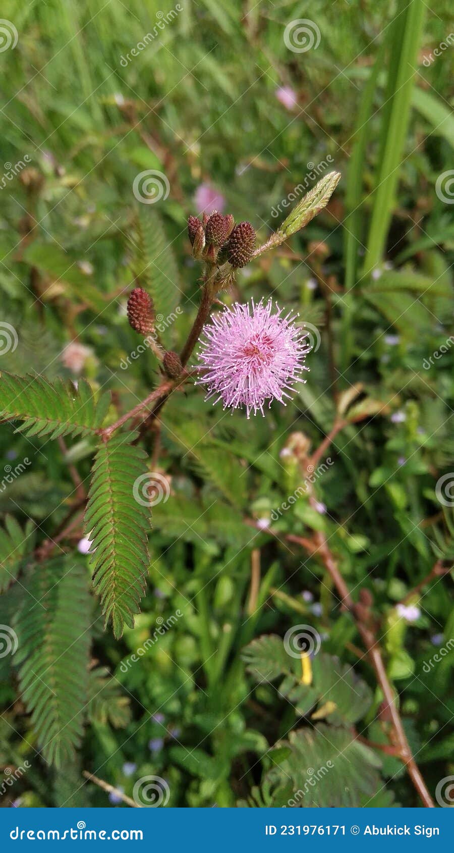 Folhas verdes da planta sensível, planta sonolenta (mimosa pudica) no fundo  verde e roxo, mostrando o significado de tímido