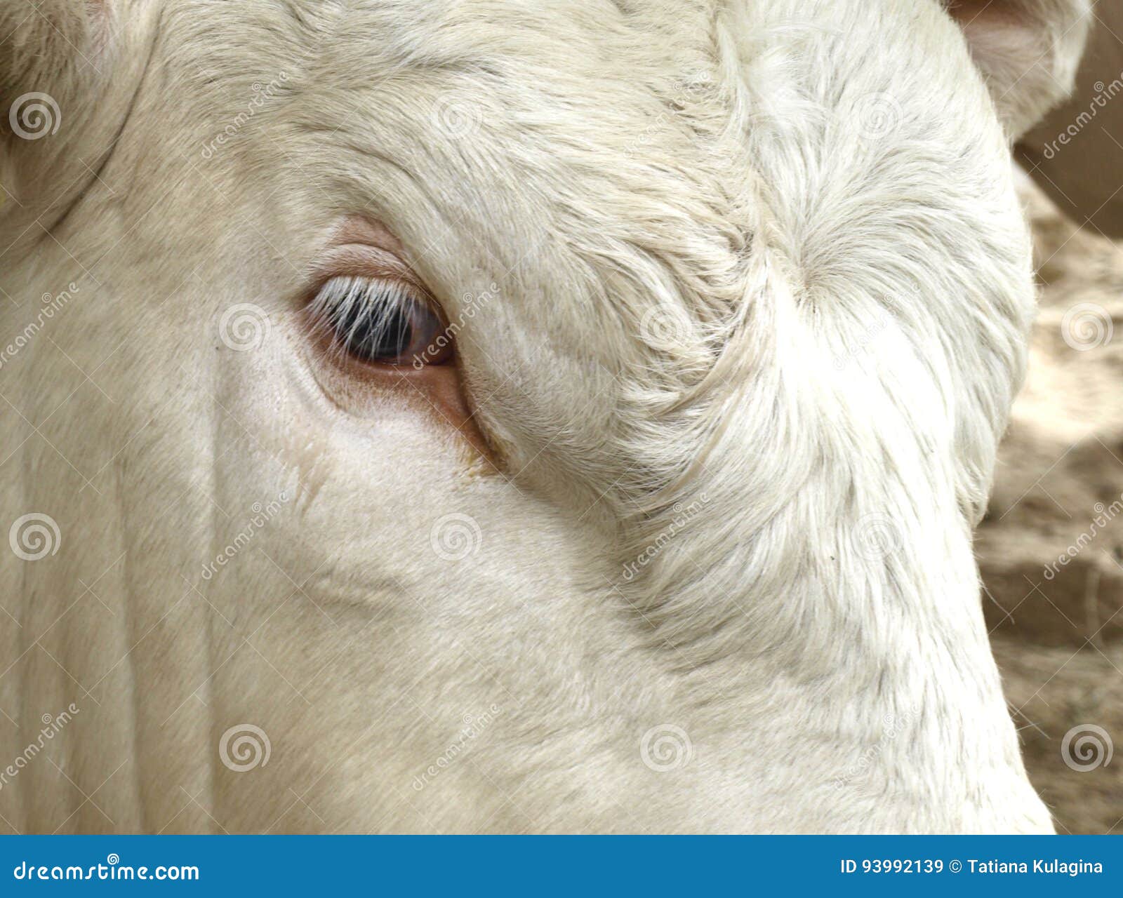 Vista de un toro imagen de archivo. Imagen de carne, horned 93992139