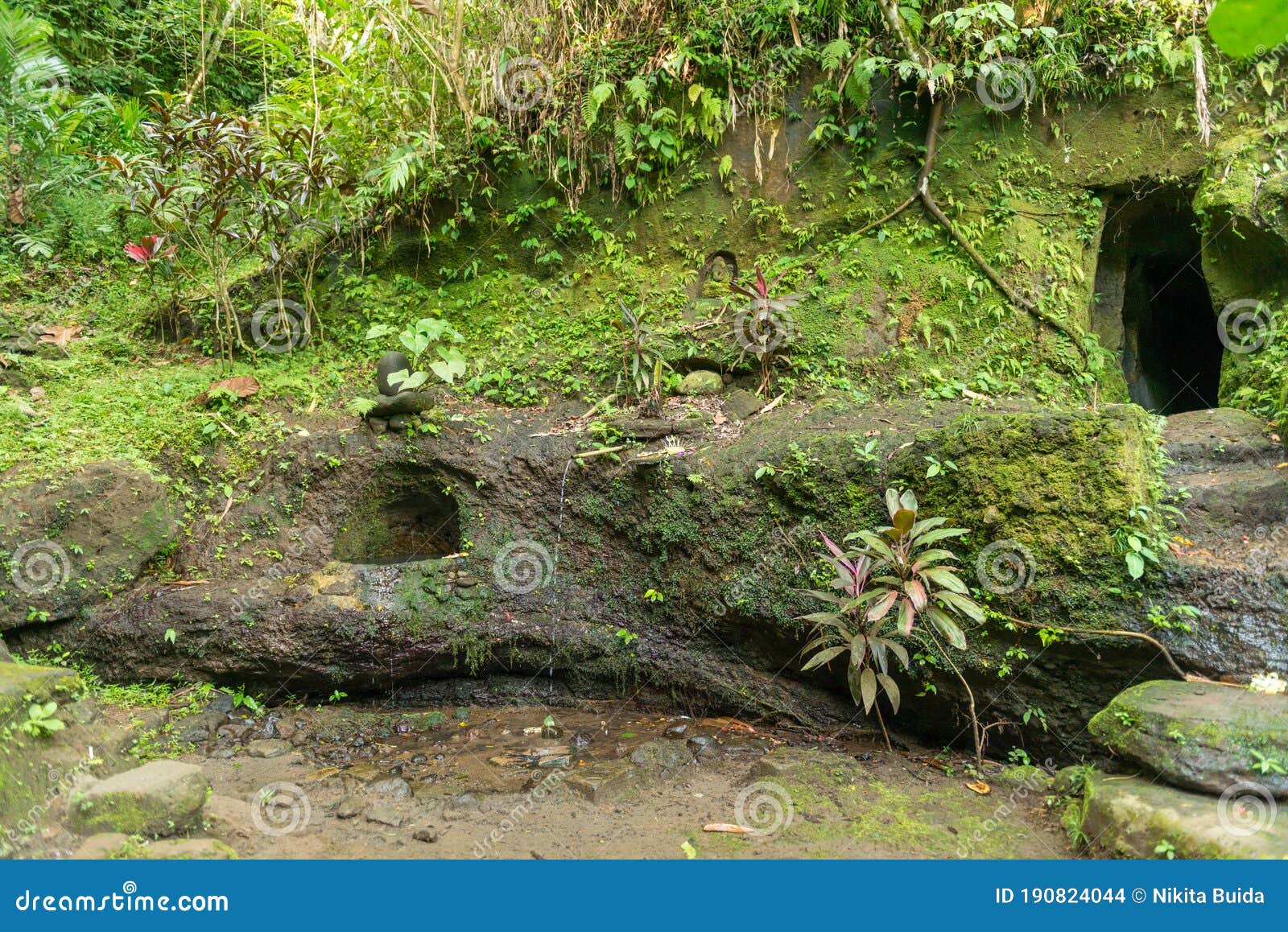 Vista Del Bosque Sagrado De Monos En Ubud Foto De Archivo Imagen De Hembra Adulto 190824044