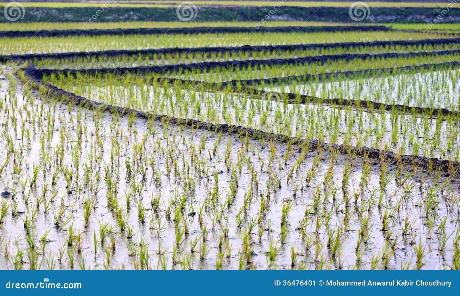 Vista del campo coltivato di riso nella zona rurale del Bangladesh