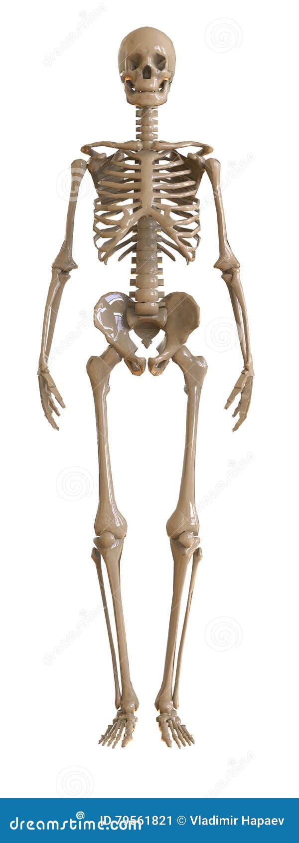 9.500+ Esqueleto Humano Vista De Frente Fotografías de stock, fotos e  imágenes libres de derechos - iStock