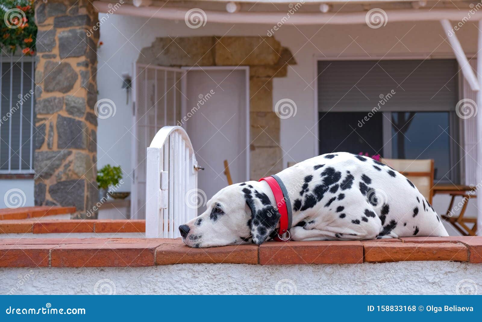 Vista di Dalmatian allevato in cani sullo sfondo della casa mediterranea. Vista di Dalmatian allevato in cani sullo sfondo della classica casa mediterranea Il cane dorme sulla terrazza della casa in attesa del proprietario Vacanze in mare con animali domestici