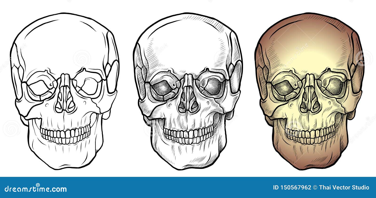 Vista frontal del cráneo stock de ilustración. Ilustración de estilo -  150567962