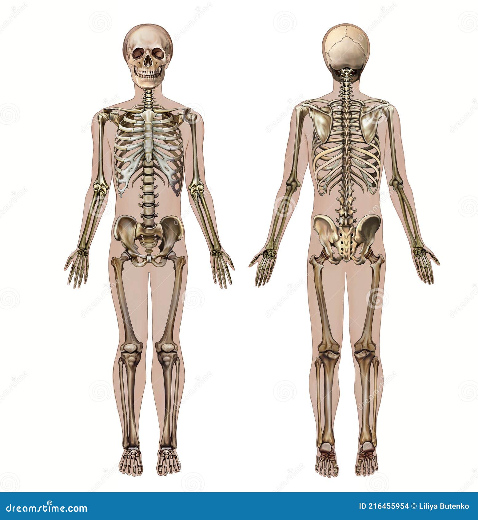 Vista Frontal Y Posterior Del Esqueleto Humano Stock de ilustración -  Ilustración de mano, silueta: 216455954